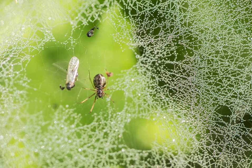 Linyphiidae - vitorláspókok