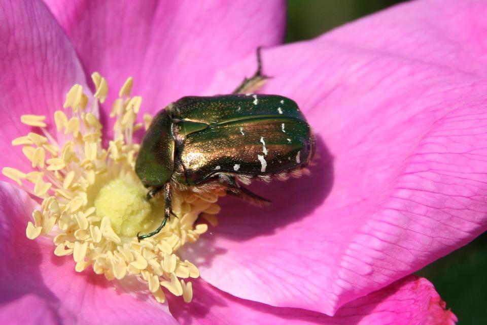 Cetonia aurata - aranyos virágbogár