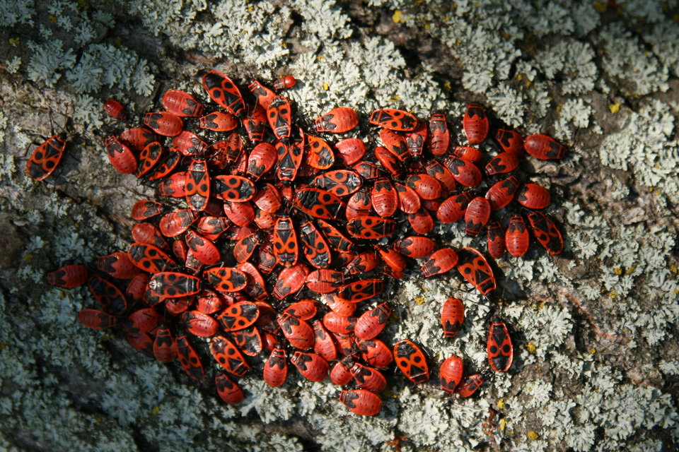 Pyrrhocoris apterus - verőköltő poloska