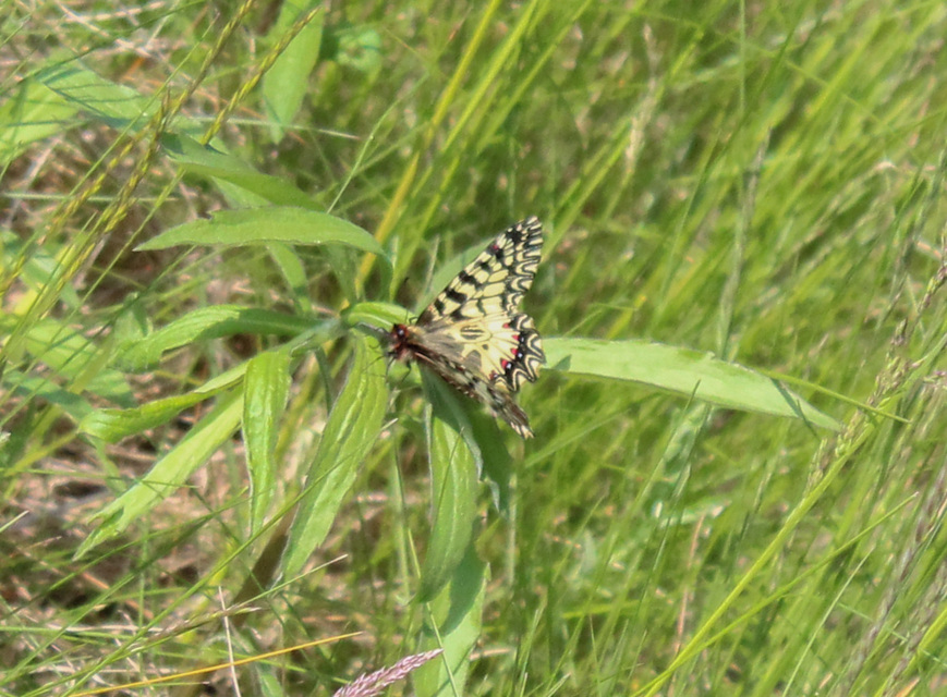 Zerynthia polyxena - farkasalmalepke