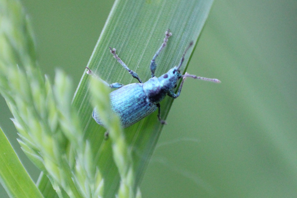 Phyllobius thalassinus - tömpeorrú levélormányos Phyllobius thalassinus - tömpeorrú levélormányos