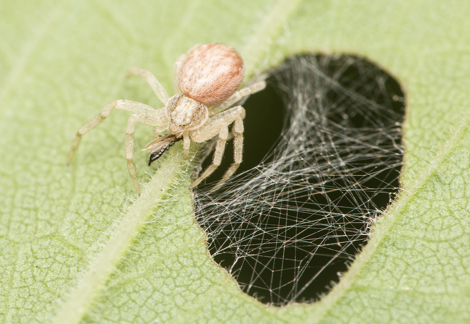 Philodromus buchari