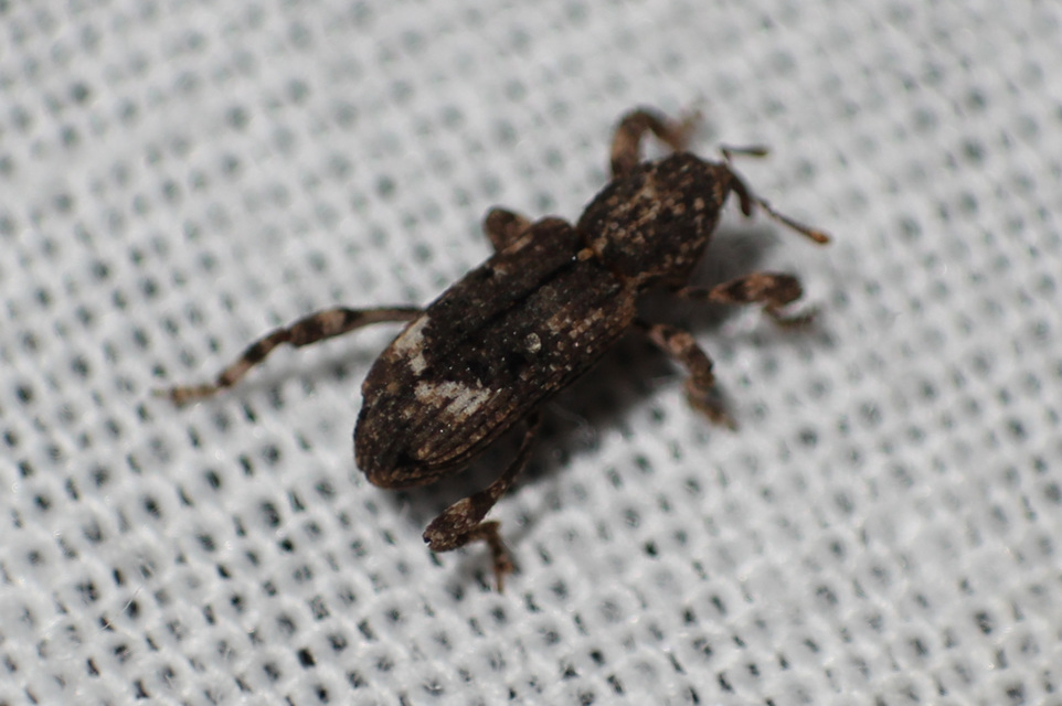 Camptorhinus simplex - sima holttettetős-ormányos