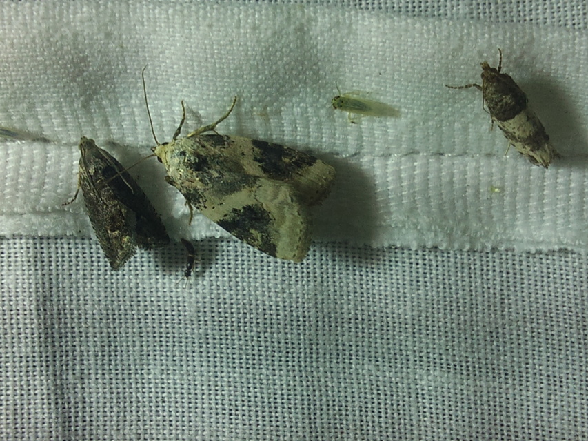 Pseudeustrotia candidula - fehéres apróbagoly