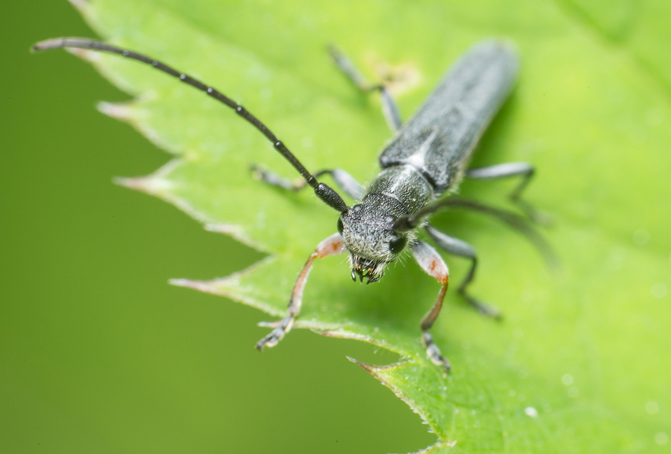 Phytoecia cylindrica - medvelapucincér
