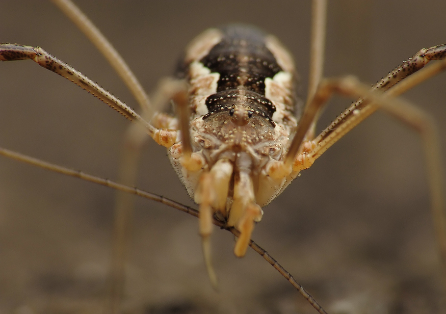 Mitopus morio