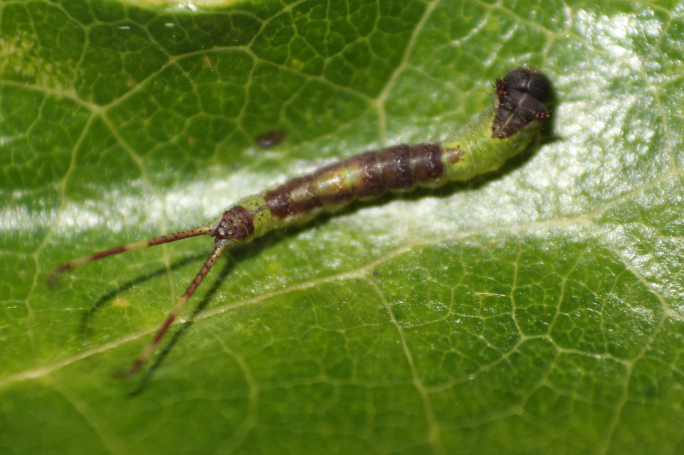 Furcula bifida - kis púposszövő