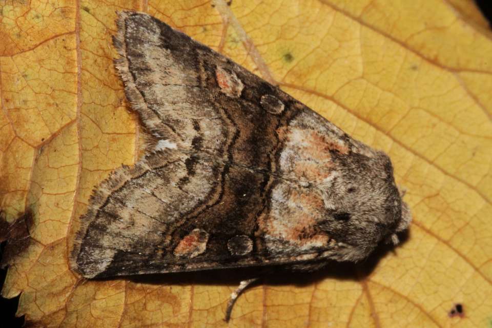 Cleoceris scoriacea - szürke liliombagoly