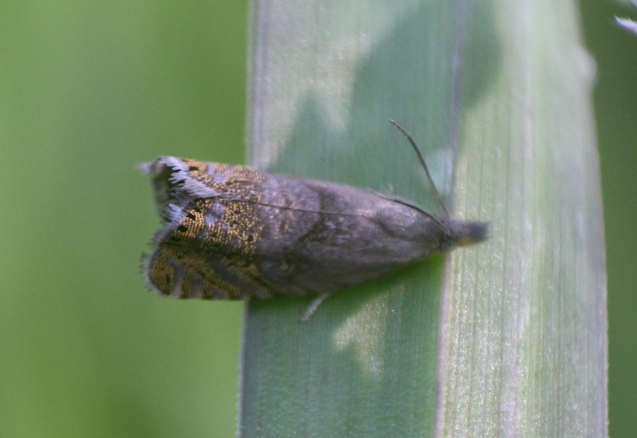Dichrorampha