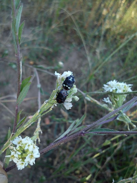Eurydema oleracea - paréjpoloska Eurydema oleracea - paréjpoloska