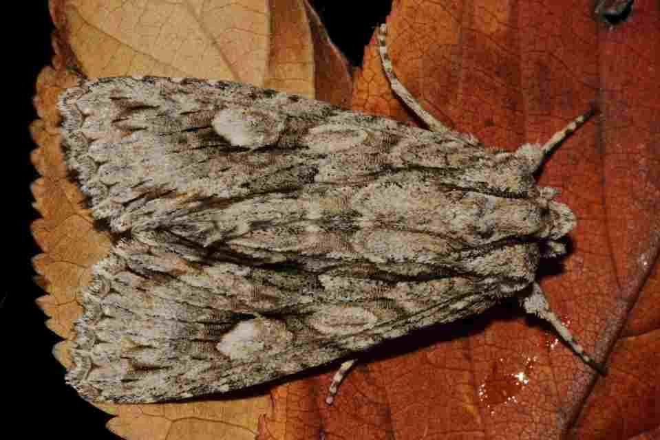 Meganephria bimaculosa - kétfoltos szilbagoly