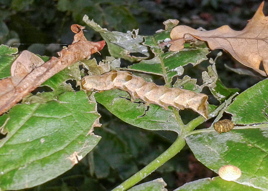 Melanchra persicariae - fehérfoltos kertibagoly