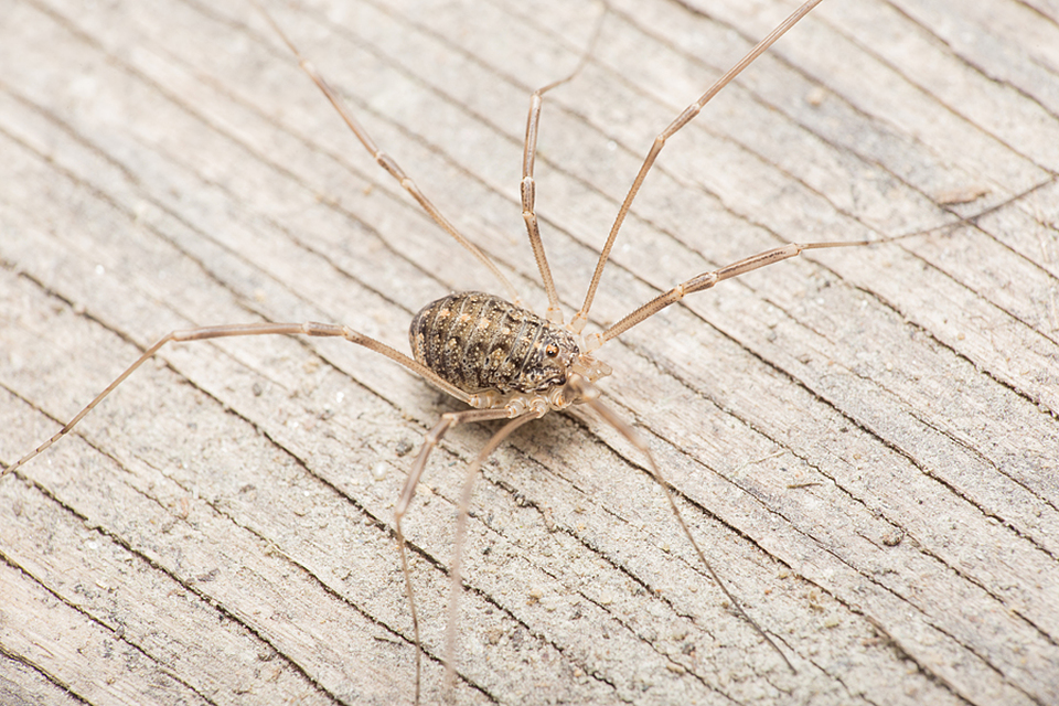 Opilio saxatilis