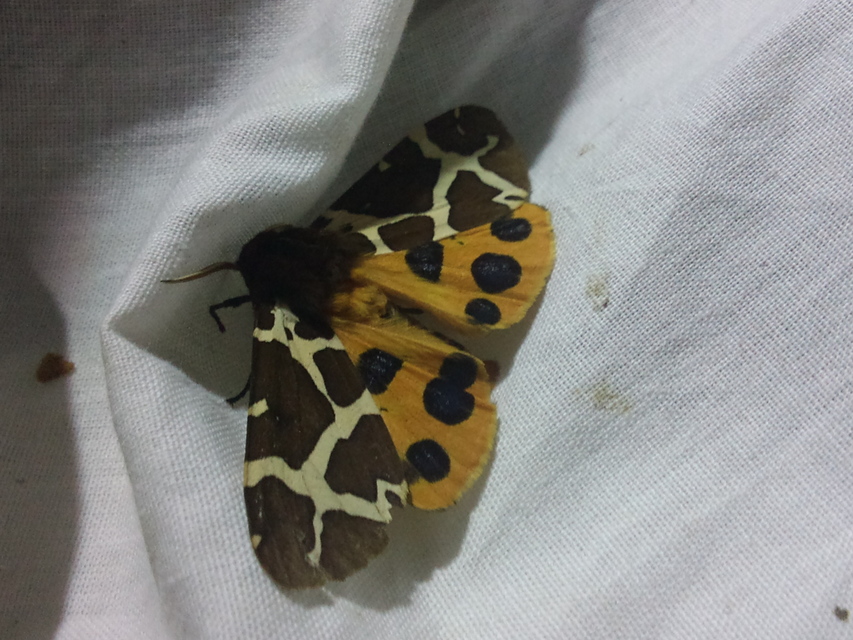Arctia caja - közönséges medvelepke