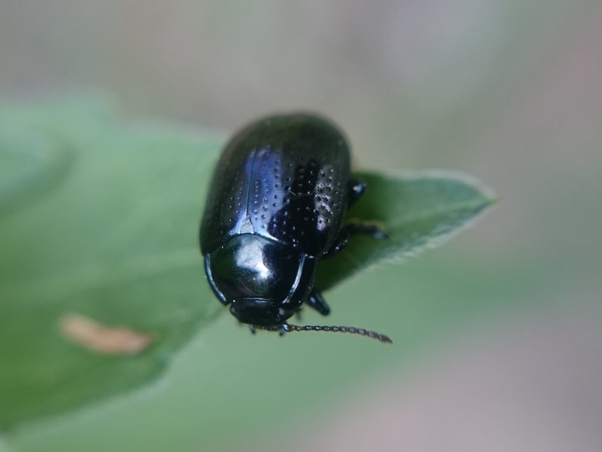 Chrysolina oricalcia - bronzos levélbogár
