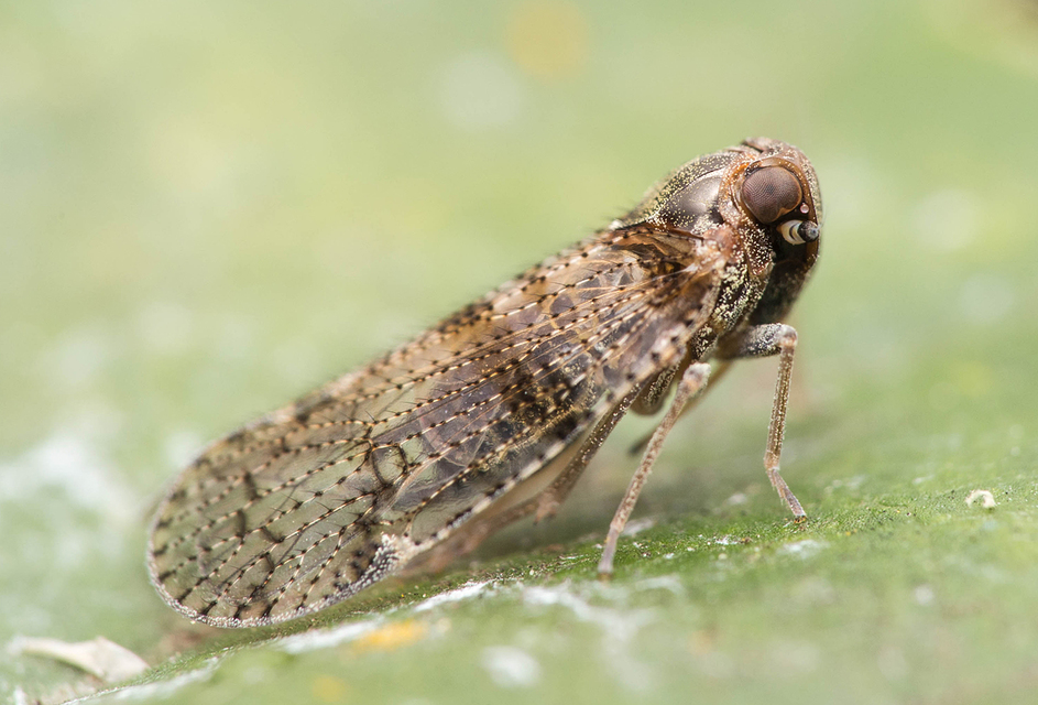 Cixiidae - recéskabócák