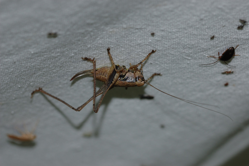 Pholidoptera griseoaptera - szürke avarszöcske