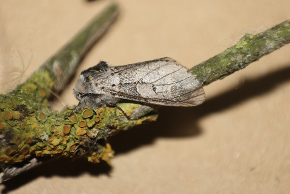 Furcula furcula - szürke púposszövő