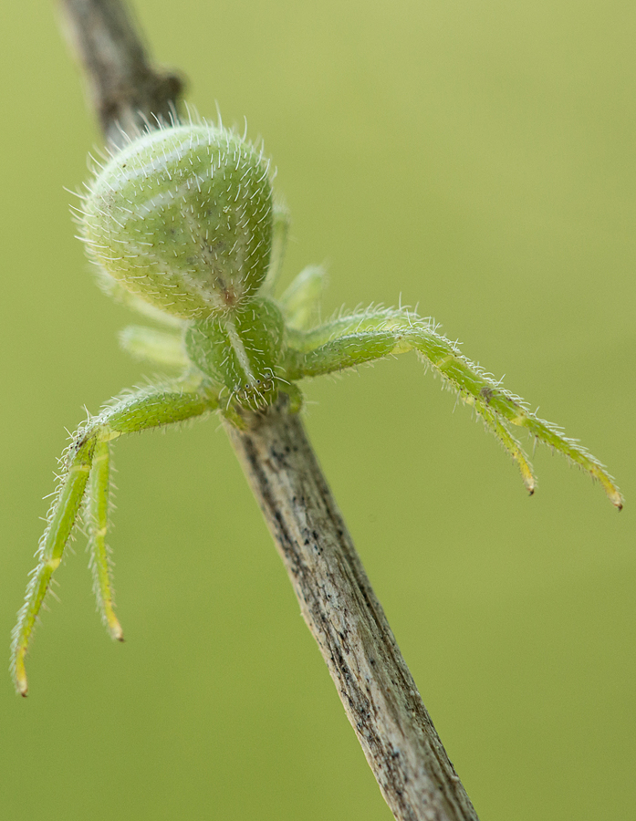 Heriaeus graminicola - réti borzaskarolópók