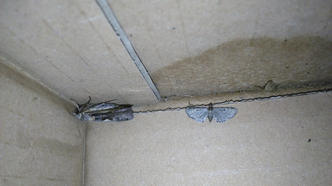 Eupithecia selinata - lápi törpearaszoló