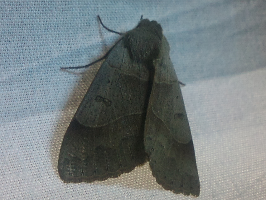 Minucia lunaris - nagy foltosbagoly