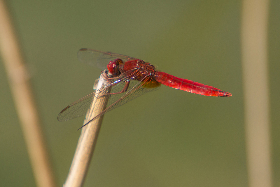 Crocothemis erythraea - skarlát szitakötő