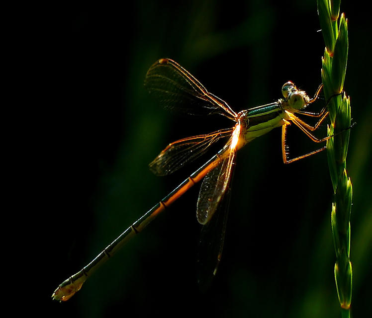Lestes barbarus - foltosszárnyjegyű rablószitakötő
