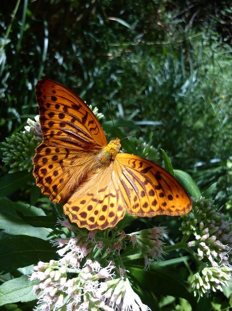 Argynnis paphia - nagy gyöngyházlepke