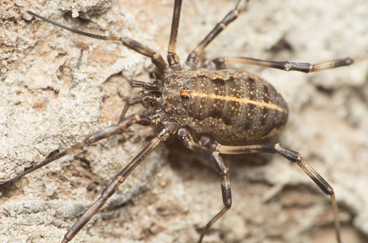 Zachaeus crista