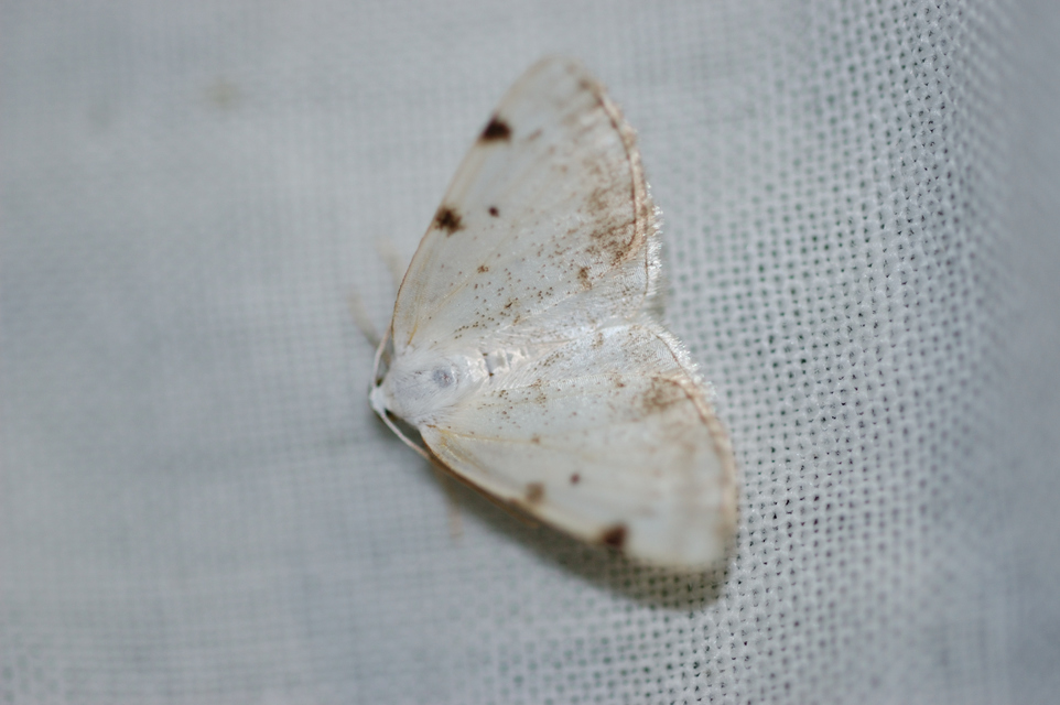 Lomographa bimaculata - kétpontos fehéraraszoló