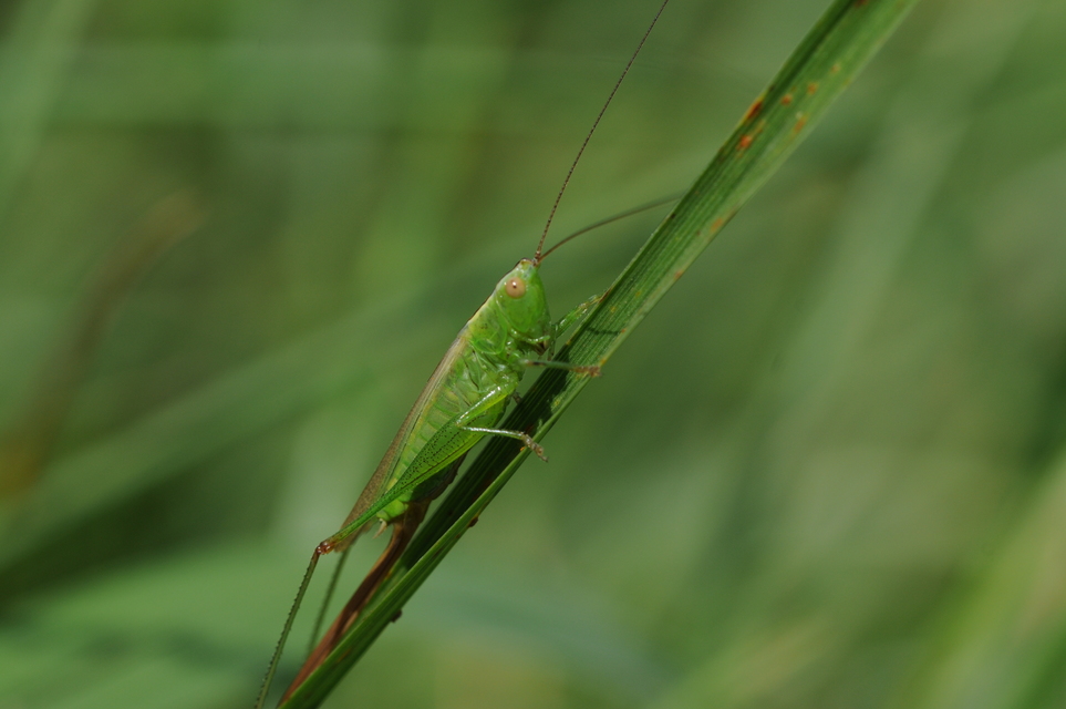 Conocephalus fuscus - kis kúpfejűszöcske