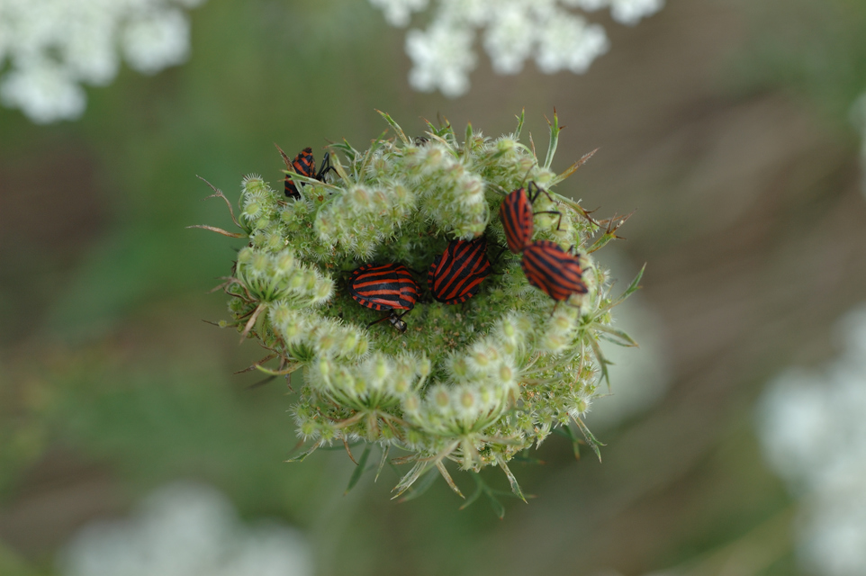Graphosoma italicum - csíkos pajzsospoloska