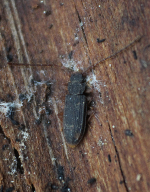 Uleiota planatus - hosszúcsápú fogasnyakú-lapbogár
