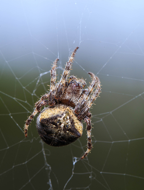 Araneus circe/angulatus
