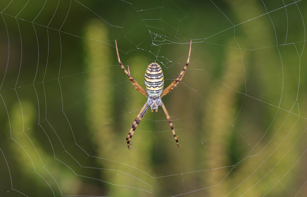 Argiope bruennichi - darázspók