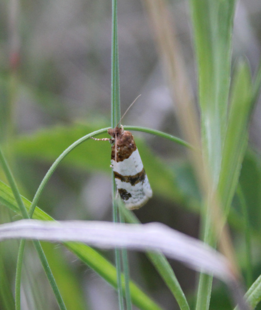 Periclepsis cinctana - galériás sodrómoly