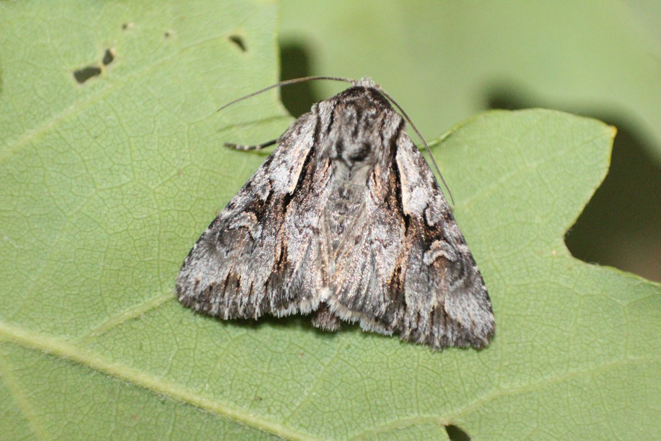 Chloantha hyperici - orbáncfű-sugarasbagoly