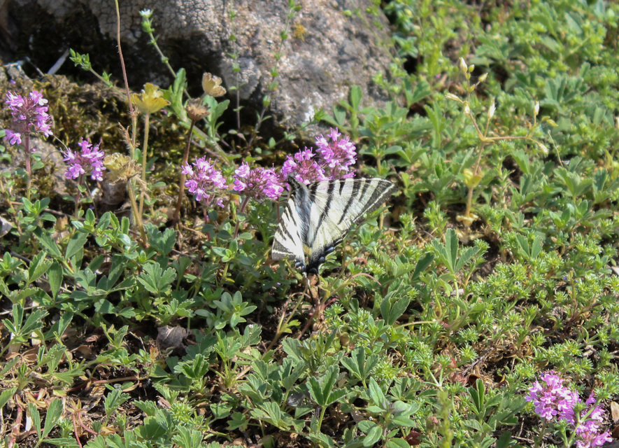 Iphiclides podalirius - kardoslepke