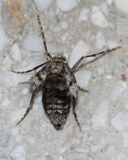 Operophtera brumata - kis téliaraszoló