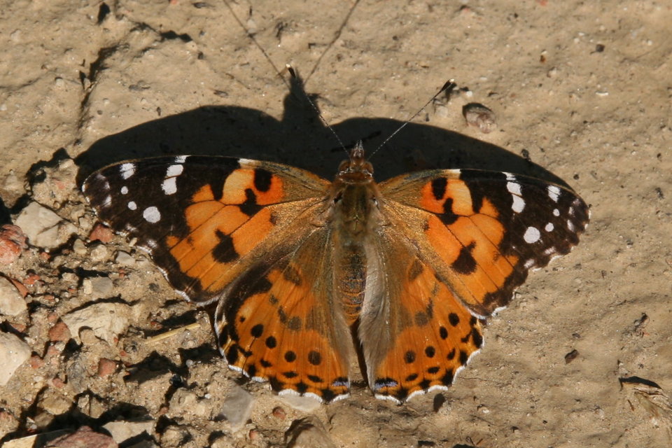 Vanessa cardui - bogáncslepke