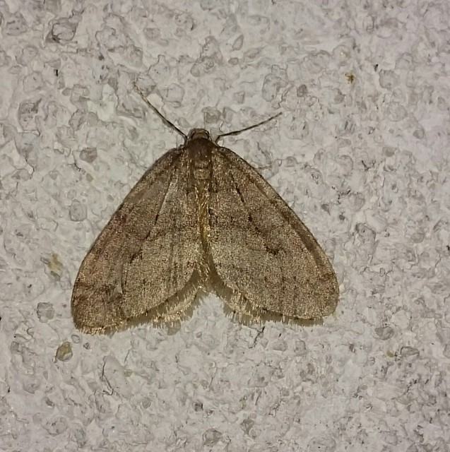 Operophtera brumata - kis téliaraszoló