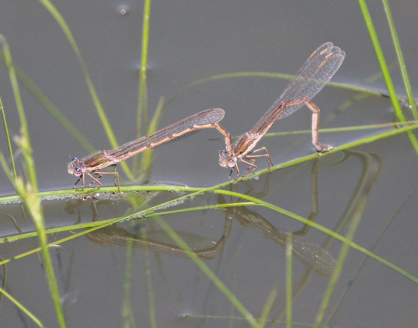 Sympecma fusca - téli rablószitakötő