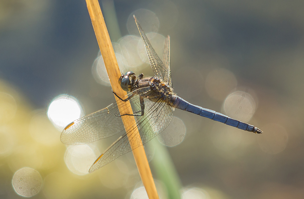 Orthetrum coerulescens - karcsú pásztorszitakötő