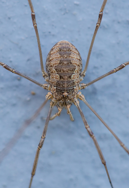 Phalangium opilio