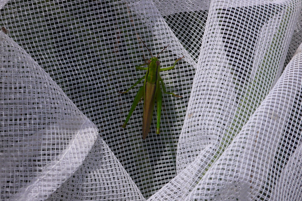 Mecostethus parapleurus - hagymazöld sáska