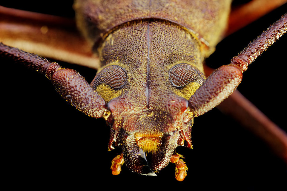 Aegosoma scabricorne - diófacincér