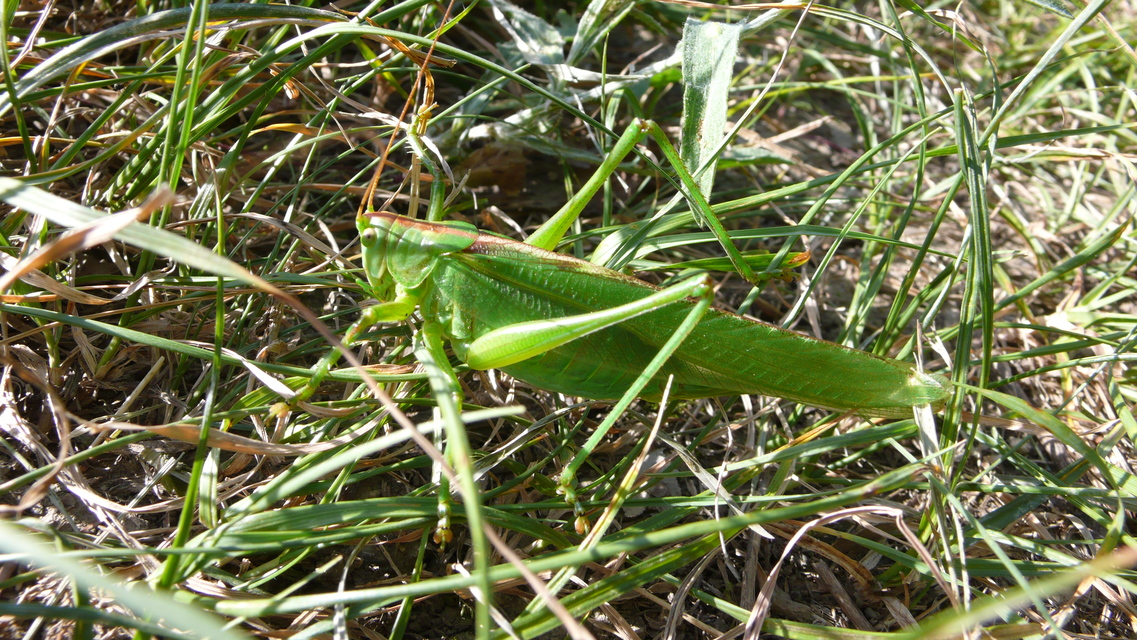 Tettigonia viridissima - zöld lombszöcske