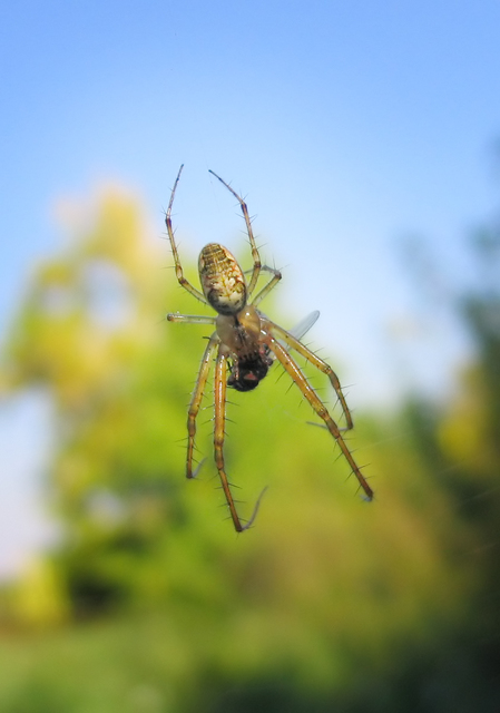 Metellina segmentata/mengei