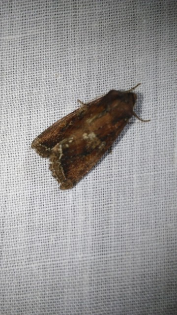 Lacanobia oleracea - saláta-kertibagoly