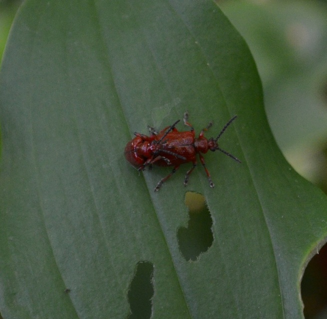 Lilioceris merdigera - hagymabogár Lilioceris merdigera - hagymabogár
